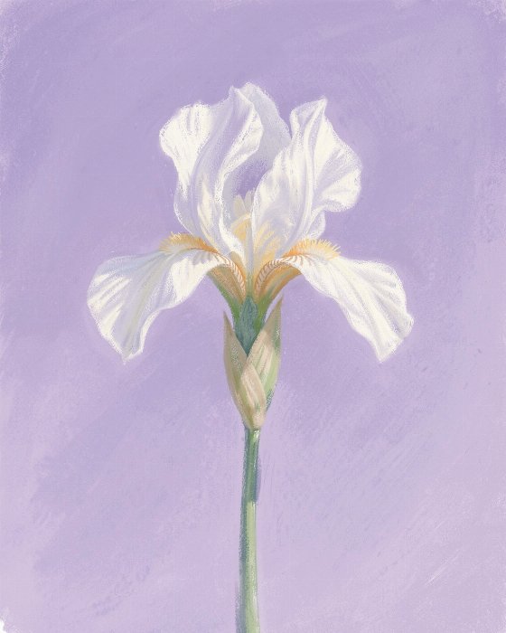 Iris Rise
