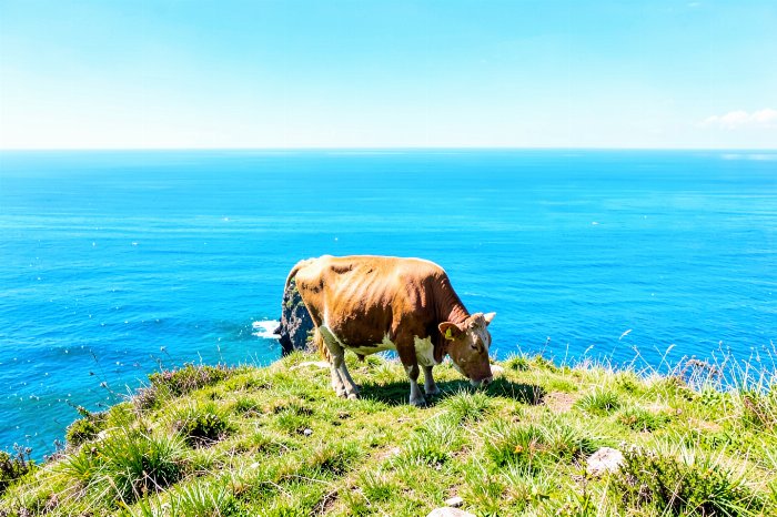 Clifftop Grazer