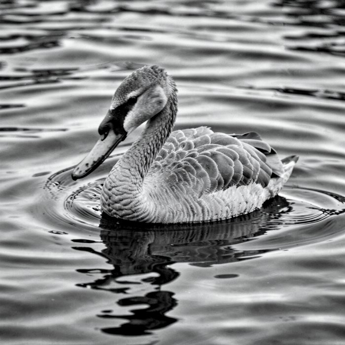 Swan Song