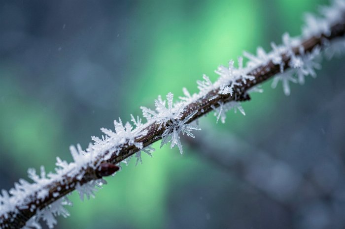 Frosted Twig