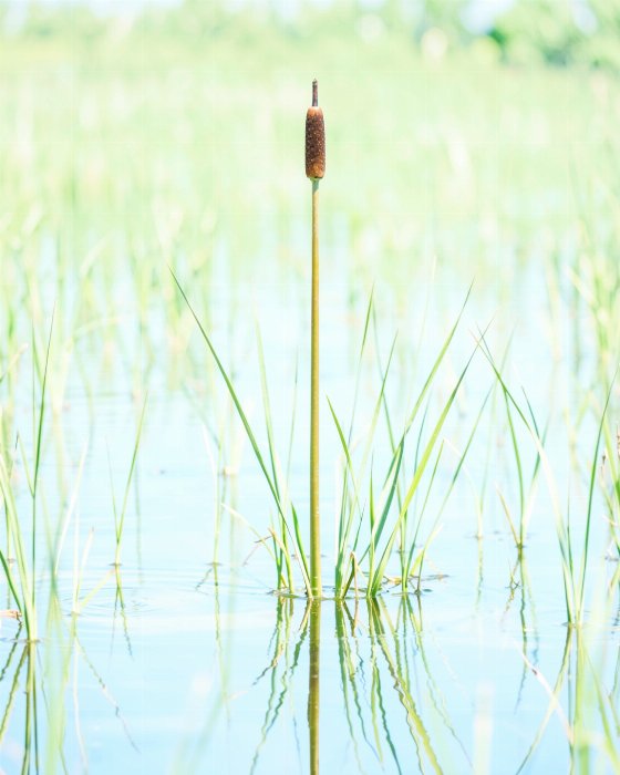 Marsh Cattail