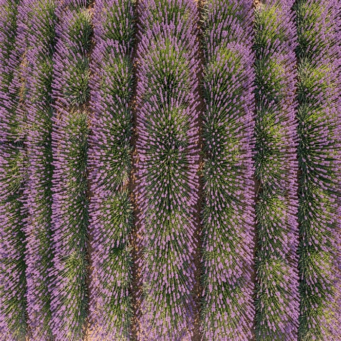 Lavender Lines