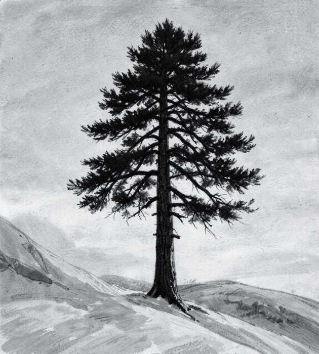 Winter Pine II