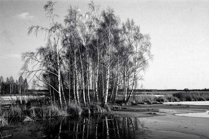 Birch Stand