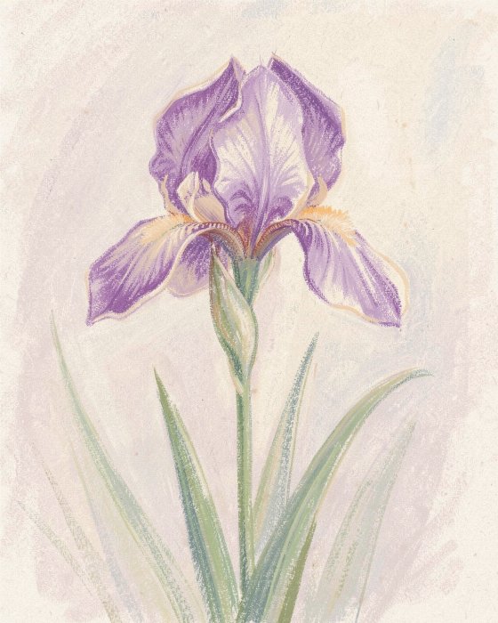 Iris Bloom