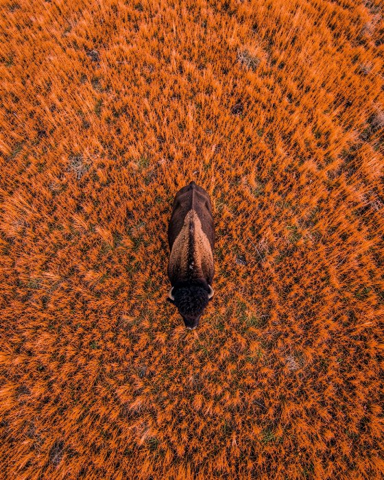 Solo Bison