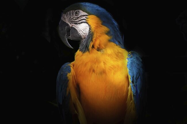 Tropicana parrott