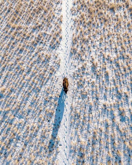 Prairie Shadow