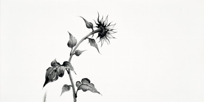 Bending Sunflower