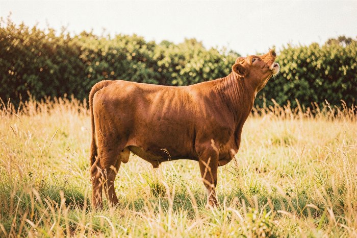 Pasture Glow