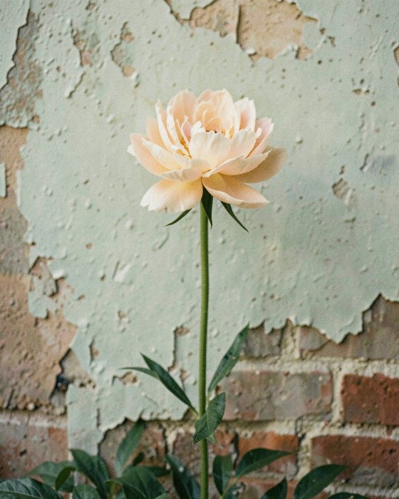 Honeyed Bloom