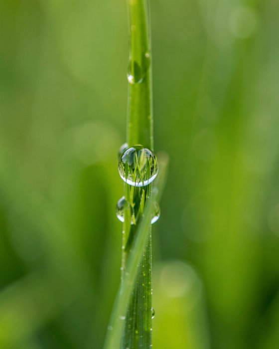 Dewdrop Jewel