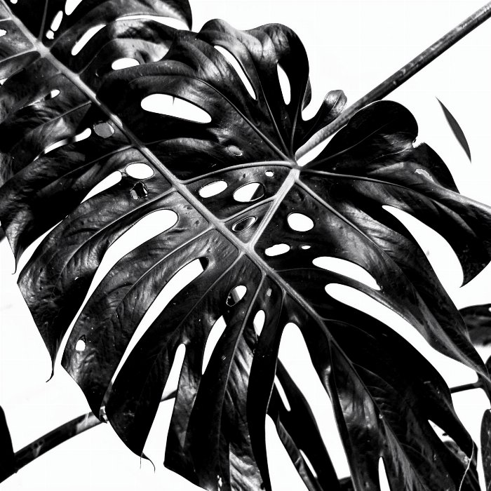 Monstera Study