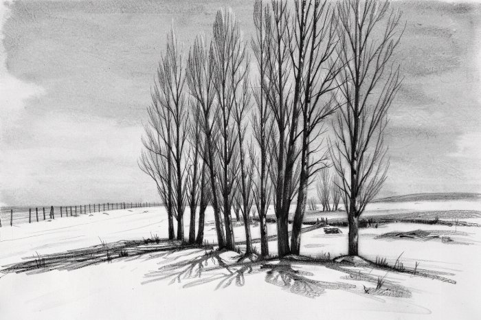 Winter Poplars
