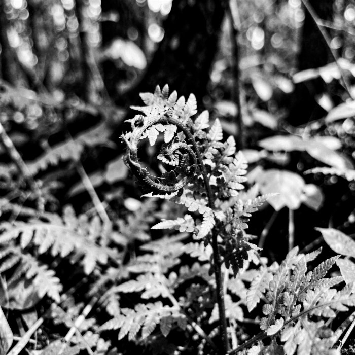Fern Unfurling