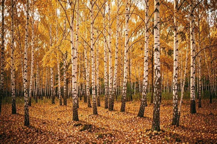 Fallen Gold