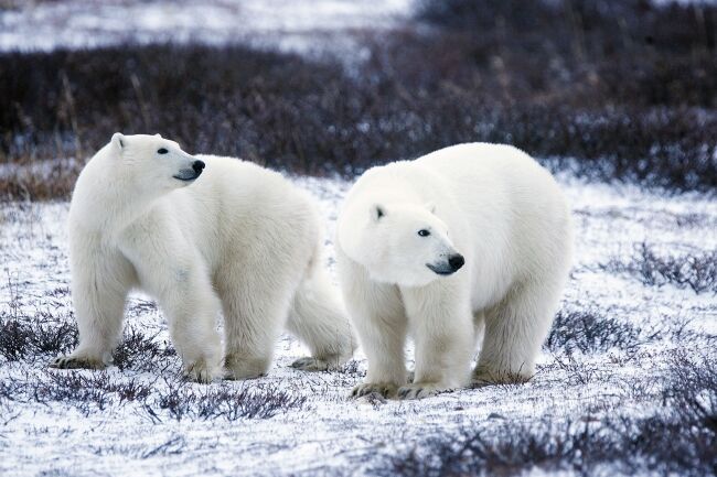 2 polar bears walking together