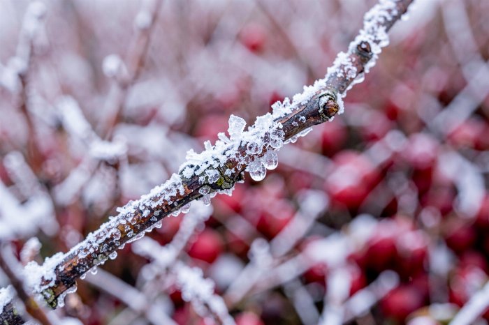 Frost Twig