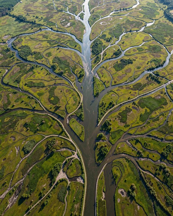 Delta Veins