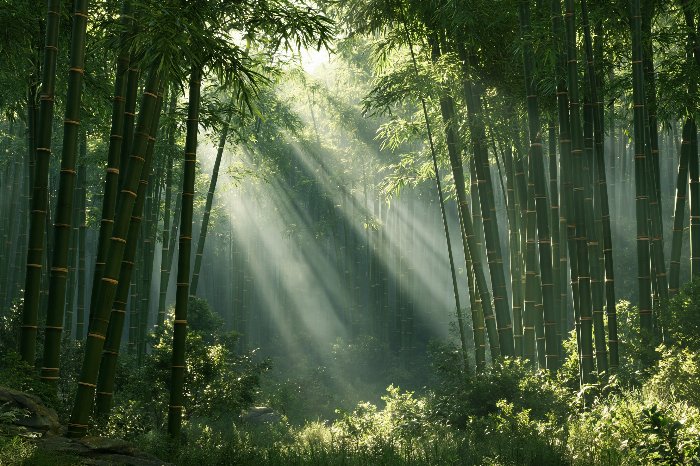 Bamboo Dawn