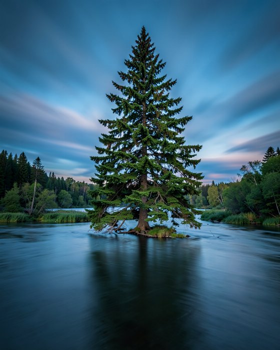 Cedar Stillness