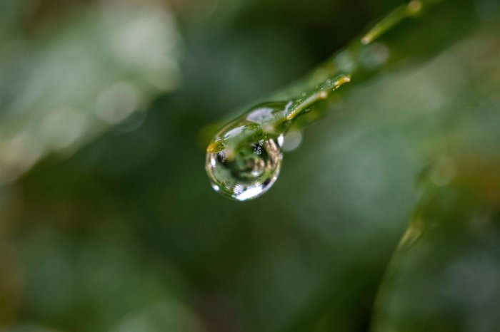 Forest Tear