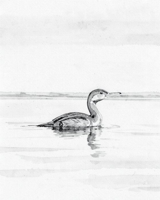 Pale Reflection