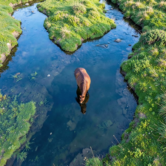 River Drinker