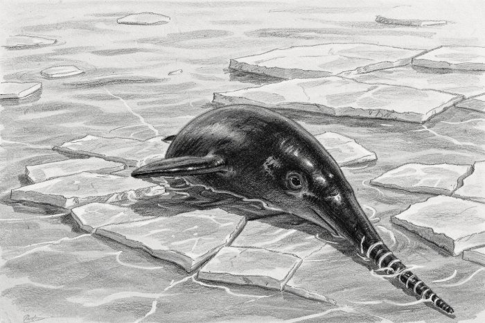 Diving Narwhal