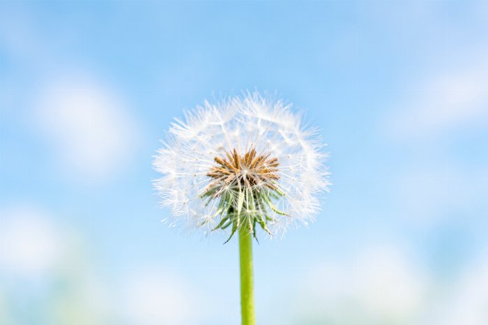 Dandelion Sky