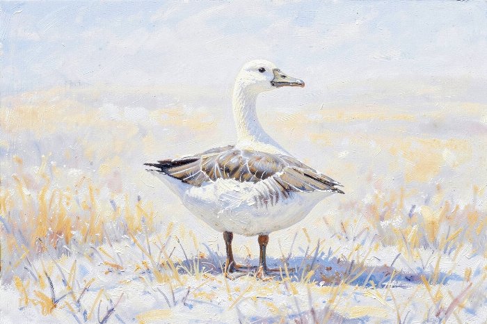 Pale Field