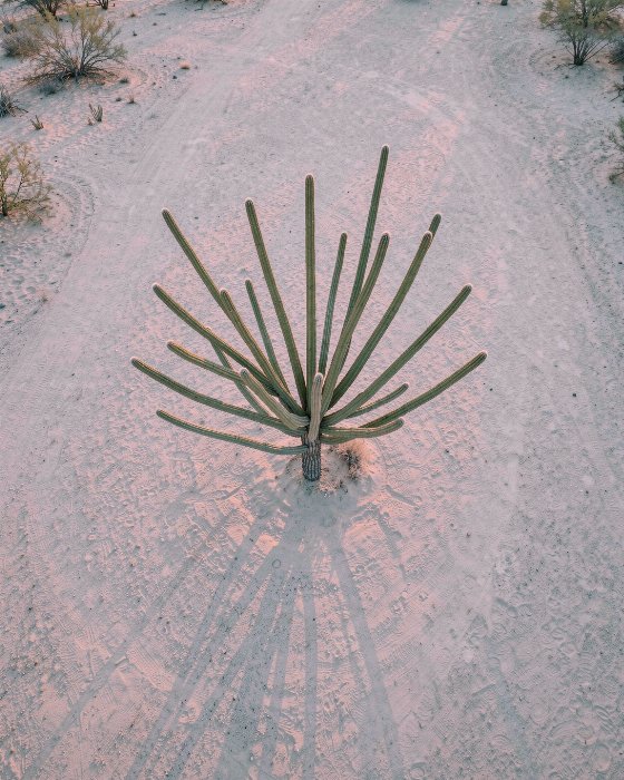 Desert Star