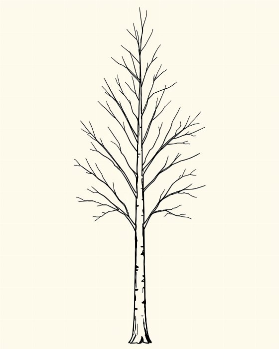 Tall Birch