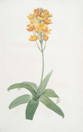 Golden Blooms Collection