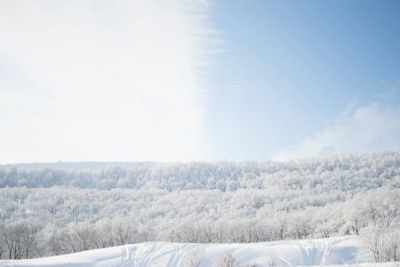 Frosty Woodland Wonderland