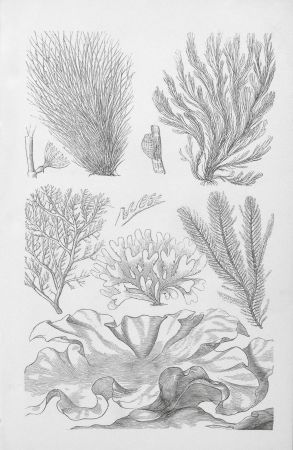 Coastal Botanical Beauties