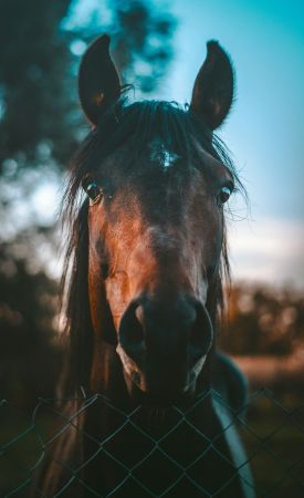 Majestic Chestnut Stallion