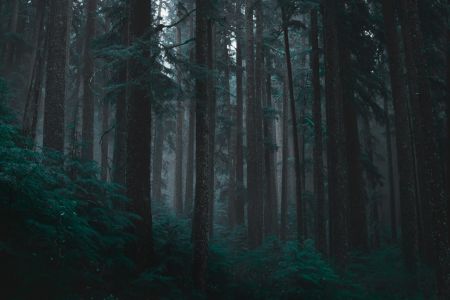 Misty Woodland Glow