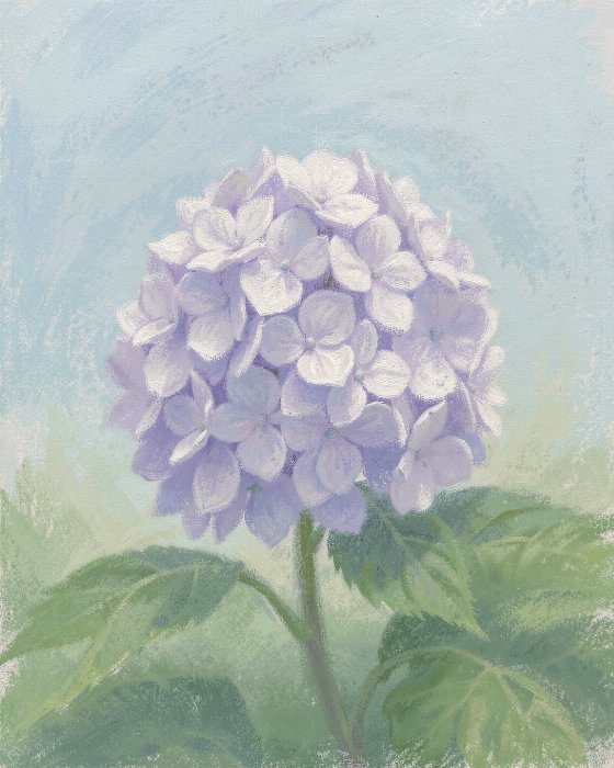 Morning Hydrangea