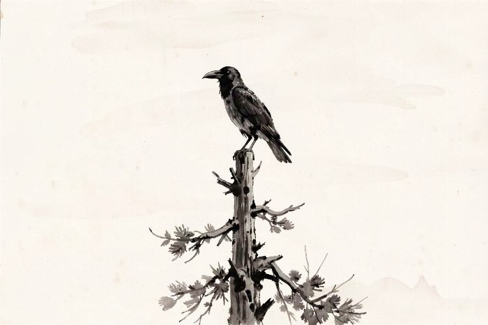 Solitary Raven