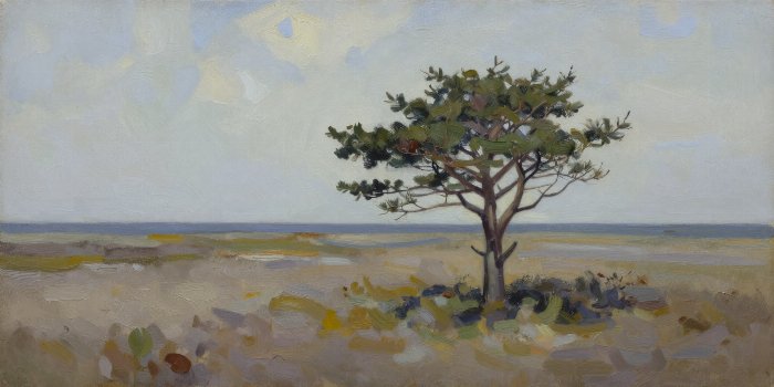 Solo Spruce