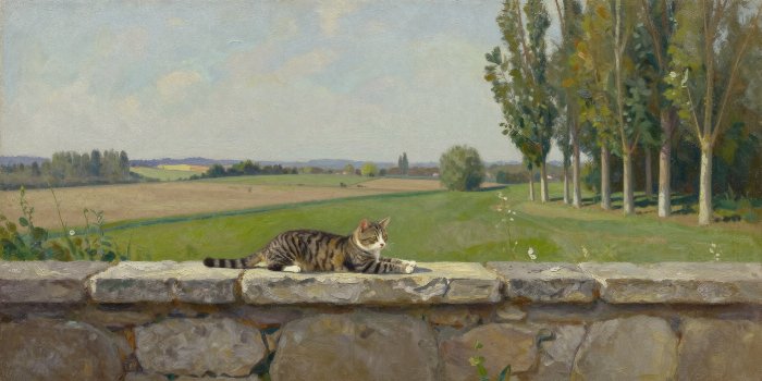 Sunlit Tabby
