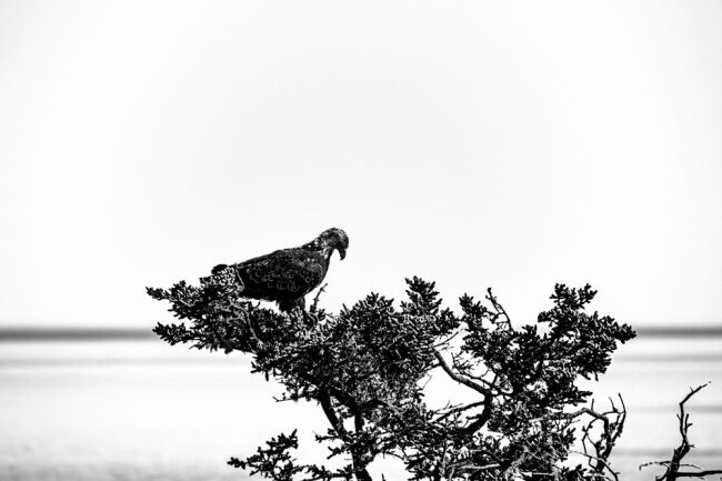 Eagle Eyes