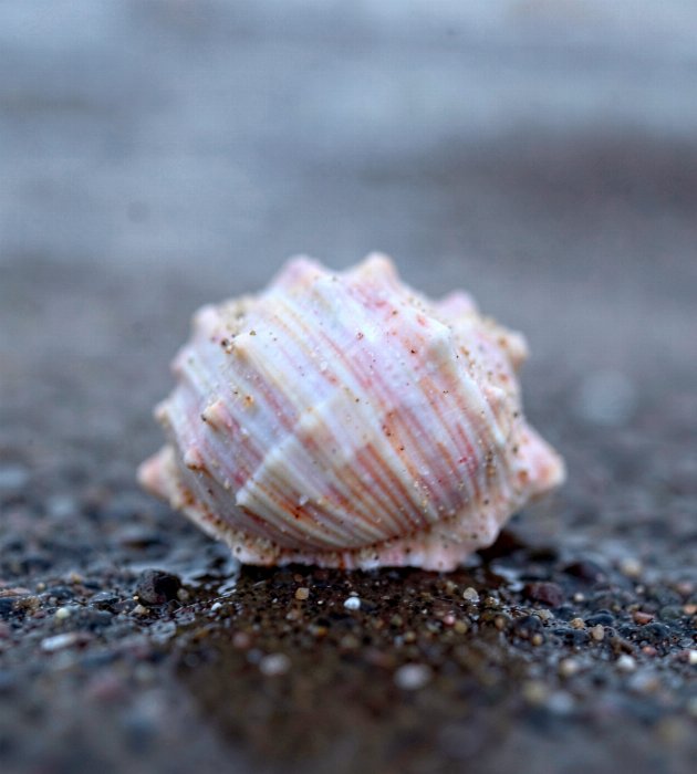 Pearl Spiral II
