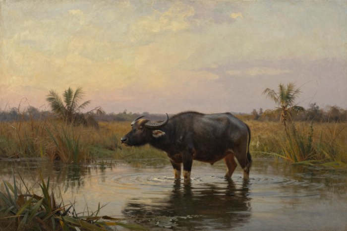 River Buffalo