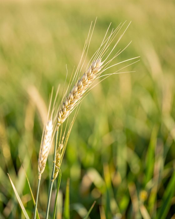 Wheat's Arc
