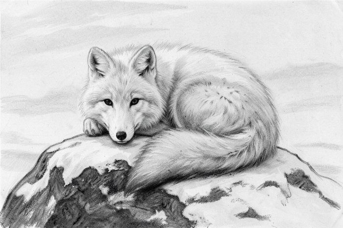 Arctic Slumber