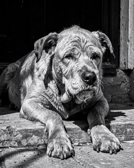 Doorstep Dignity