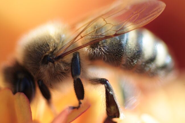 Honeybee and flower