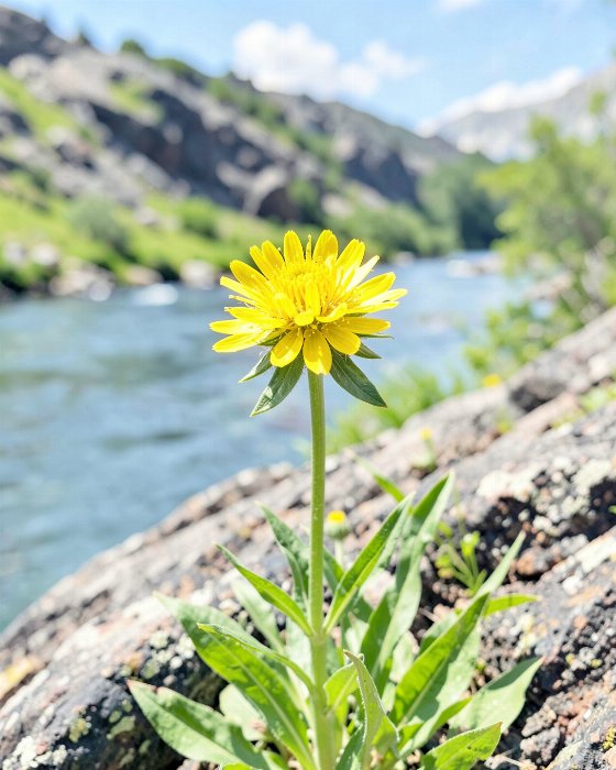Arrowhead Bloom